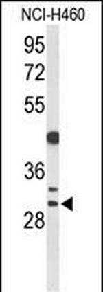 CCNB1IP1 Antibody in Western Blot (WB)