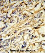 CHMP4B Antibody in Immunohistochemistry (Paraffin) (IHC (P))