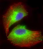 MTCO1 Antibody in Immunocytochemistry (ICC/IF)