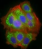 MTCO1 Antibody in Immunocytochemistry (ICC/IF)