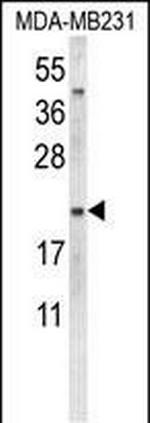 Oxytocin Antibody in Western Blot (WB)