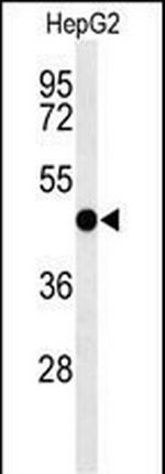 SGMS2 Antibody in Western Blot (WB)