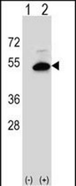 SGMS2 Antibody in Western Blot (WB)