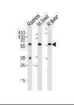 GPI Antibody in Western Blot (WB)