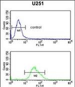 FOXG1 Antibody in Flow Cytometry (Flow)