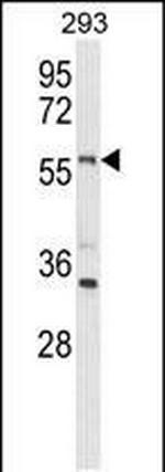 LMBR1L Antibody in Western Blot (WB)