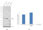 STING Antibody in Western Blot (WB)