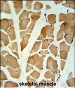 GLG1 Antibody in Immunohistochemistry (Paraffin) (IHC (P))