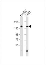 GLG1 Antibody in Western Blot (WB)