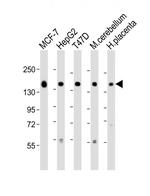 GLG1 Antibody in Western Blot (WB)