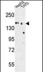 GLG1 Antibody in Western Blot (WB)