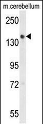 GLG1 Antibody in Western Blot (WB)