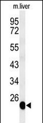 BSND Antibody in Western Blot (WB)