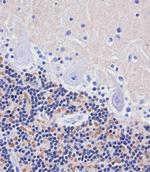 AMH Antibody in Immunohistochemistry (Paraffin) (IHC (P))