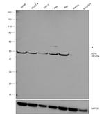 CD1e Antibody in Western Blot (WB)