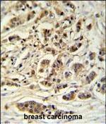 METTL17 Antibody in Immunohistochemistry (Paraffin) (IHC (P))