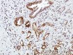 CXCR7 Antibody in Immunohistochemistry (Paraffin) (IHC (P))