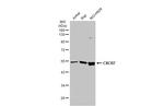 CXCR7 Antibody in Western Blot (WB)