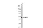 CXCR7 Antibody in Western Blot (WB)