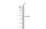 CXCR7 Antibody in Western Blot (WB)