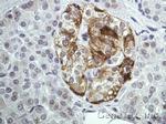 Annexin A2 Antibody in Immunohistochemistry (Paraffin) (IHC (P))