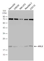 ARL2 Antibody in Western Blot (WB)