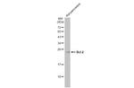 Bcl-2 Antibody in Western Blot (WB)