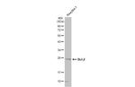 Bcl-2 Antibody in Western Blot (WB)