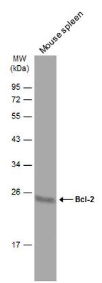 Bcl-2 Antibody in Western Blot (WB)