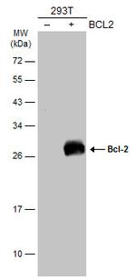 Bcl-2 Antibody in Western Blot (WB)