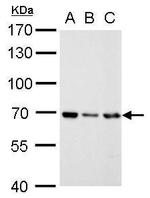 RecQ1 Antibody in Western Blot (WB)