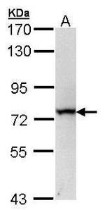 RECQ1 Antibody in Western Blot (WB)