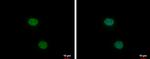 XLF Antibody in Immunocytochemistry (ICC/IF)