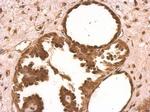 XLF Antibody in Immunohistochemistry (Paraffin) (IHC (P))