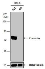 Cortactin Antibody