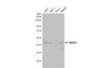 EAR2 Antibody in Western Blot (WB)