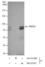 ACSL4 Antibody in Immunoprecipitation (IP)