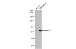 ACSL4 Antibody in Western Blot (WB)