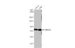 ACSL4 Antibody in Western Blot (WB)