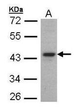 FOXE1 Antibody in Western Blot (WB)