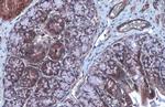 FOXO3A Antibody in Immunohistochemistry (Paraffin) (IHC (P))