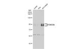 FOXO3A Antibody in Western Blot (WB)