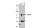 FOXO3A Antibody in Western Blot (WB)