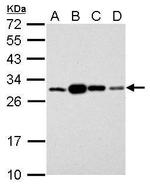 14-3-3 sigma Antibody in Western Blot (WB)