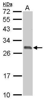 14-3-3 sigma Antibody in Western Blot (WB)