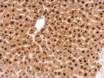 GRB2 Antibody in Immunohistochemistry (Paraffin) (IHC (P))