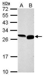 GRB2 Antibody in Western Blot (WB)