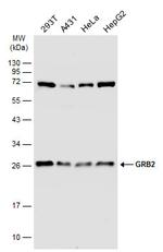 GRB2 Antibody in Western Blot (WB)