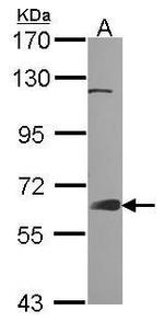 GRB7 Antibody in Western Blot (WB)