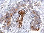 CCR3 Antibody in Immunohistochemistry (Paraffin) (IHC (P))